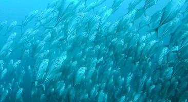 group of fish or school of fish at the ocean swimming in group on blue background photo