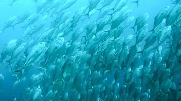 group of fish or school of fish at the ocean swimming in group on blue background photo