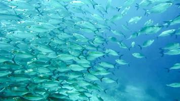 group of fish or school of fish at the ocean swimming in group on blue background photo