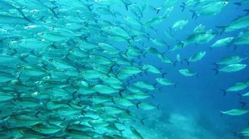 group of fish or school of fish at the ocean swimming in group on blue background photo