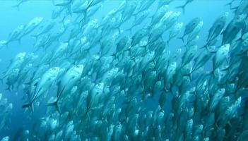 group of fish or school of fish at the ocean swimming in group on blue background photo