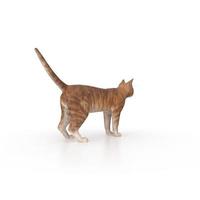 cat animal on a background photo