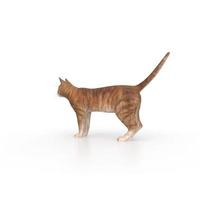 cat animal on a background photo