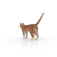 cat animal on a background photo