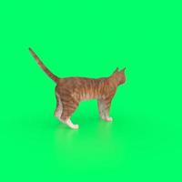 cat animal on a background photo