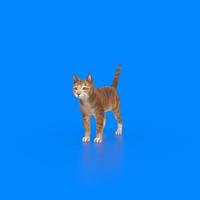 cat animal on a background photo