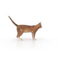 cat animal on a background photo