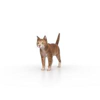 cat animal on a background photo
