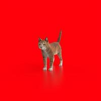 cat animal on a background photo