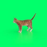 cat animal on a background photo