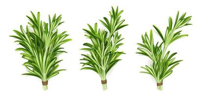 Rosemary herb bunches, isolated garden plant stems vector