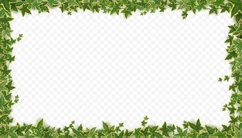 Frame of ivy vines with green leaves vector