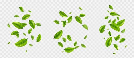 Falling tea leaves, realistic green foliage flying vector