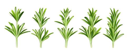 Rosemary herb, isolated stems with green leaves vector