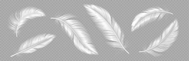 White soft feather, bird plumage set vector