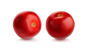 Tomato cherry, red tomatoes different view vector