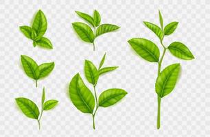 Realistic tea leaves and stems isolated vector set
