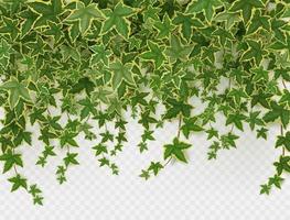 Ivy climbing vines frame, green leaves of creeper vector