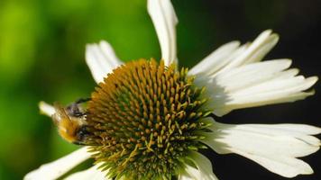 humlan samlar nektar på en echinacea-blomma video