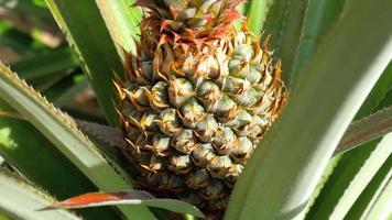 Pineapple tropical fruit growing in a plant, Thailand video