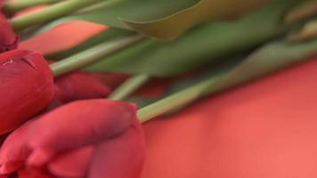 Red Color Tulip Flower In A Shopping Bag On Red Background With Copy Space video