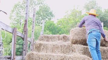 Thai farmers working sitting on haystacks video