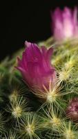 vidéo de laps de temps vertical en fleurs de fleur de cactus. video