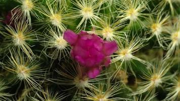 kaktusblüte blüht im zeitraffer. video