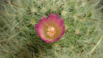 Cactus flower blooming time lapse. video