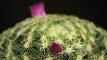 lapso de tiempo de floración de flor de cactus. video