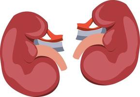 pairs of kidney illustration vector