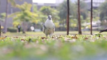 a flock of pigeons in the park looking for food during the day. at Chatuchak Park, Bangkok Thailand video