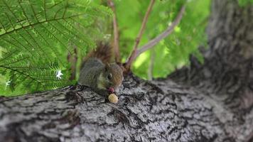 primer plano de ardilla comiendo nueces en el árbol. subsistencia de los animales salvajes en su medio natural video