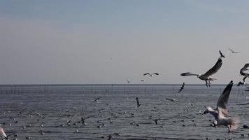 paisaje natural de una bandada de gaviotas volando a lo largo de la costa del mar durante la puesta de sol en la estación bang pu, samut prakan, tailandia. un famoso lugar turístico y bosque de manglares, las aves vuelan con el mar. video