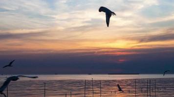 Zeitraffer 4k Vogelschwarm fliegt über der Meeresoberfläche. Vogel fliegt zurück zum Nest im natürlichen Meer und im goldenen Himmelshintergrund während des schönen Sonnenuntergangs. video