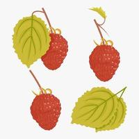 Natural looking raspberry with small leaves and large vector