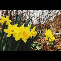 Daffodils in Garden photo