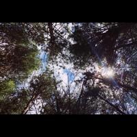 Sun Through Treetops photo