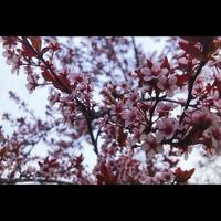 Apple Blossom Tree photo
