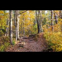 Trail in Autumn photo