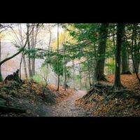 Dreamy Forest Trail photo