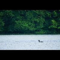 Loon on Lake photo