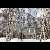 Birch Trees Winter photo