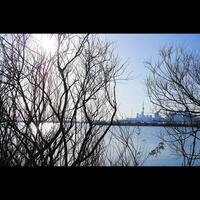 Toronto Skyline Through Trees photo