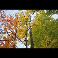árboles de colores de otoño foto