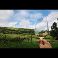 Wine in Vineyard photo