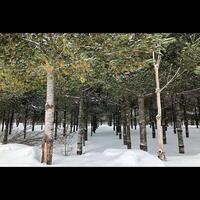 Snow Covered Forest photo