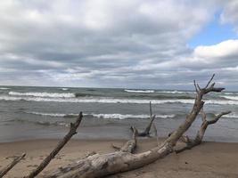 Drift Wood on Beach photo