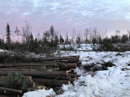 troncos cortados con nieve foto