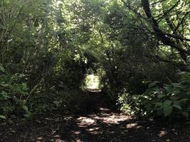 Hiking Trail Overgrown photo